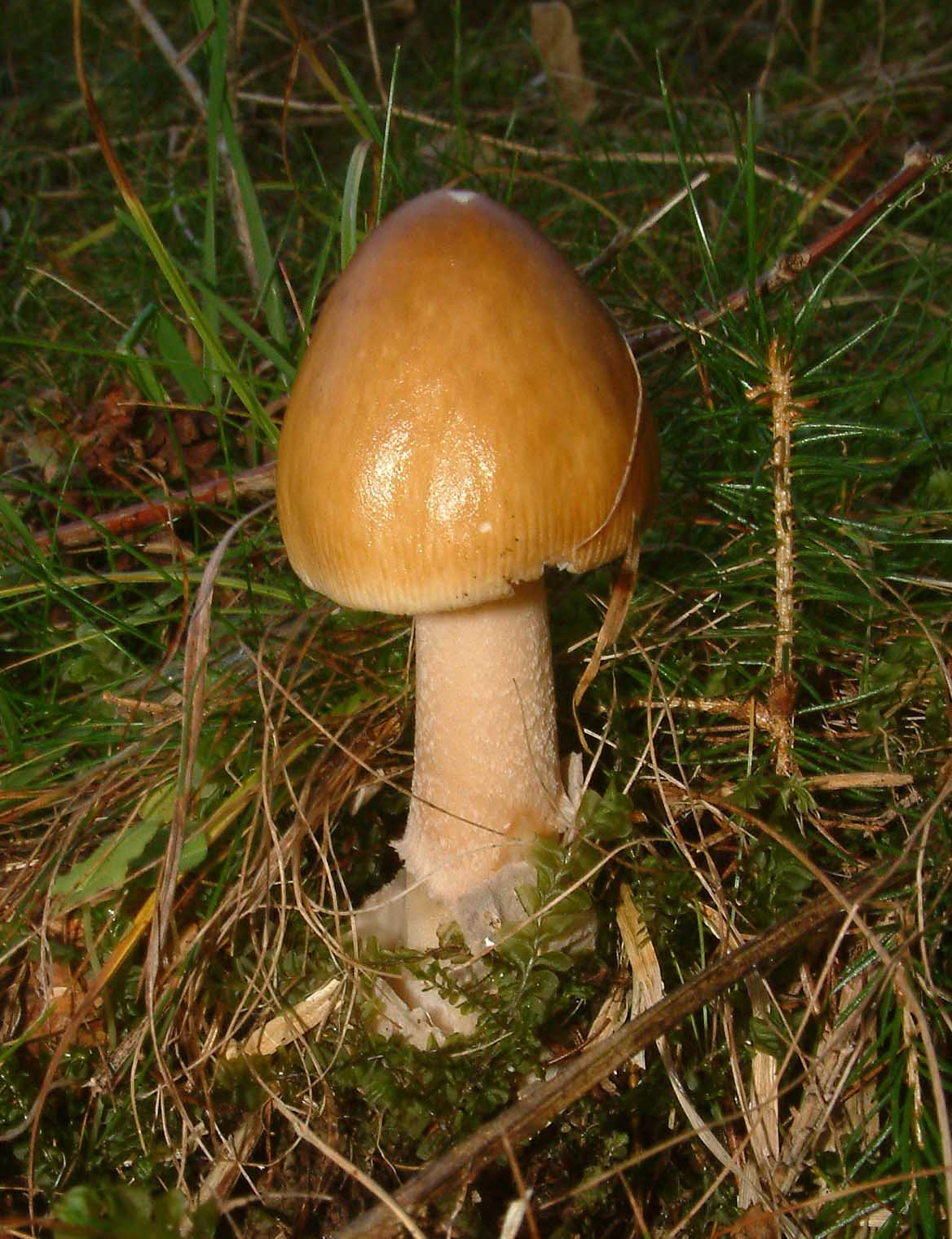 Cosa ha da fare un marinaio in montagna se non....